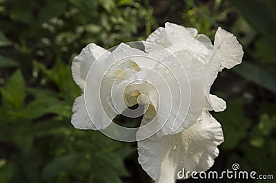 close-up: white iris flower with raindrops sidewise Stock Photo