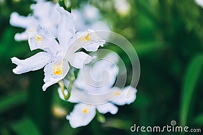 White iris flower in summer, details Stock Photo