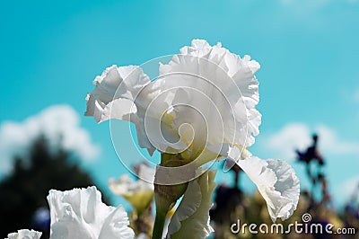 White iris Stock Photo