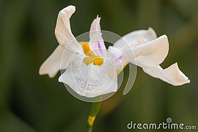 White iris flower with yellow and purple middle on the green background Stock Photo