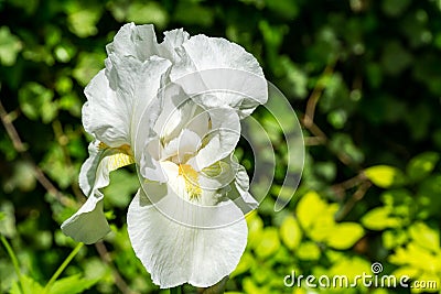 White Iris germanica or Bearded Iris on green background in landscaped garden. Beautiful White very large head of iris flower. Stock Photo