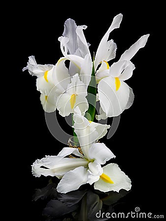 White Irises Stock Photo