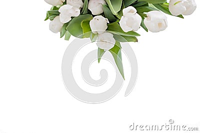 White isolated tulips on a table were used as a Spring decoration background Stock Photo