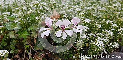 White ivy geranium & x28;Pelargonium peltatum& x29; flowers Stock Photo