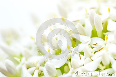 White Ixora Flower Stock Photo