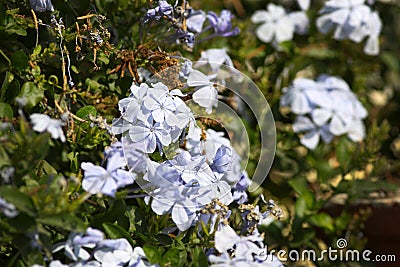 White ixora flowers Stock Photo