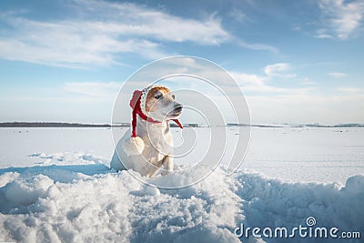 White jack russel terrier puppy in stylish red santa hat Stock Photo