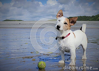 White jack russell dog on the beach with a ball Stock Photo