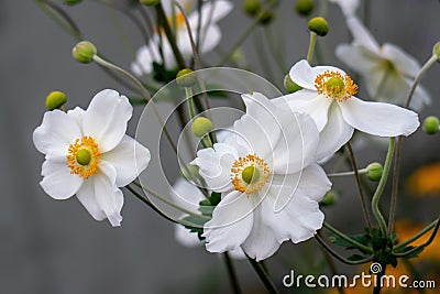 White Japanese anemone, thimbleweed, or windflower blossoms and buds Stock Photo