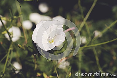 White Japanese knotweed aka morning glory flower Stock Photo