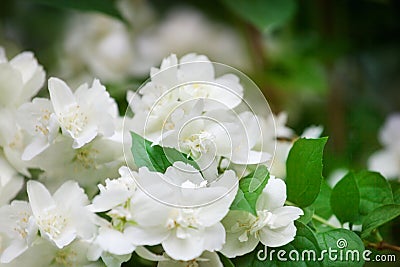 White jasmine flowers blossom on green leaves blurred background closeup, delicate jasmin flower blooming branch macro, spring Stock Photo