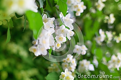 White jasmine flowers blossom on green leaves blurred background closeup, delicate jasmin flower blooming branch macro Stock Photo