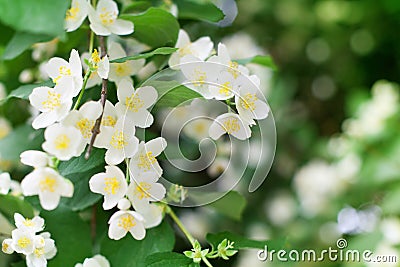 White jasmine flowers blossom on green leaves blurred background closeup, delicate jasmin flower blooming branch macro Stock Photo