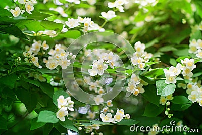 White jasmine flowers blossom on green leaves blurred background closeup, delicate jasmin flower blooming branch macro Stock Photo