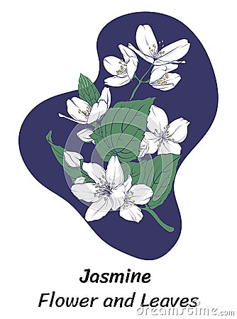 white jasmine flowers, cherries, apple trees, vector image of jasmine petals and leaves. Vector Illustration