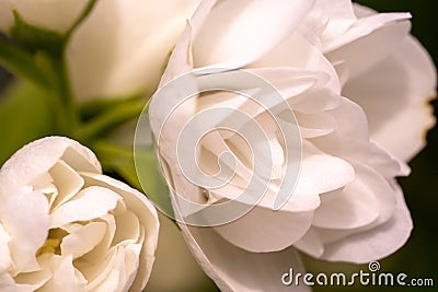 White jasmine flowers macro, jasmine bush close up Stock Photo