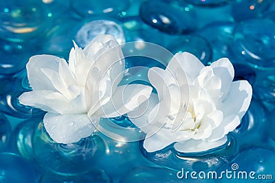 White Jasmine Flowers on Water Stock Photo