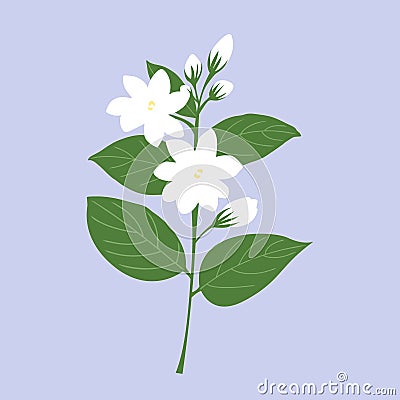 white jasmine for mother `s day, flower vector Vector Illustration