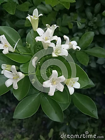 A little white jasmine Stock Photo