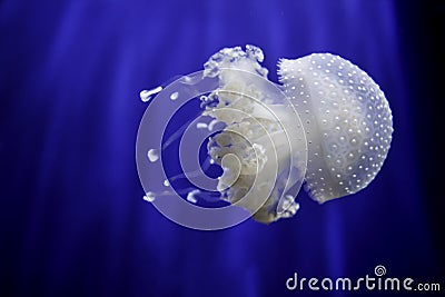 White jellyfish blue background Stock Photo