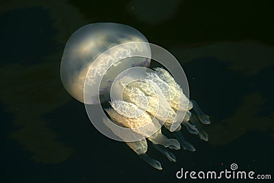 White jellyfish close up in sea water Stock Photo