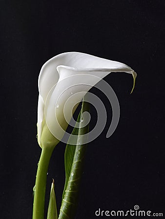 White kallas flower on dark background Stock Photo