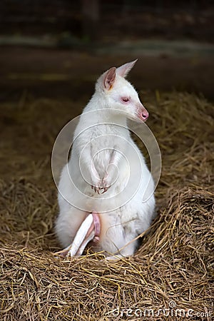 White kangaroo standing Stock Photo