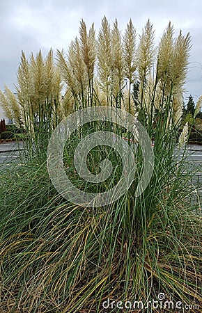 White Kans grass bush Stock Photo