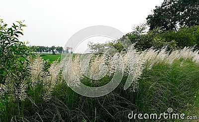 White Kans Grass Flowers, Saccharum spontaneum wild sugarcane grown in plenty in the road-side Stock Photo