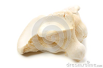 White king oyster mushroom Stock Photo