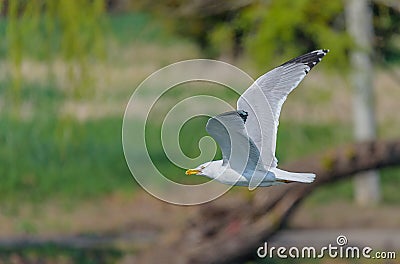 White kingfisher in flight Stock Photo