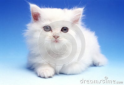 White kitten Stock Photo