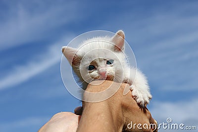 White kitten against the blue sky. The kitten is holding the woman`s hand. Stock Photo