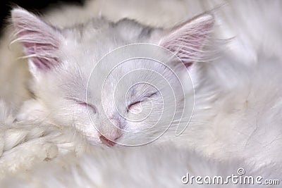 White Kitten Cute Sleeps low light color Stock Photo