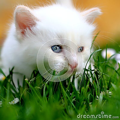 White kitten in grass Stock Photo