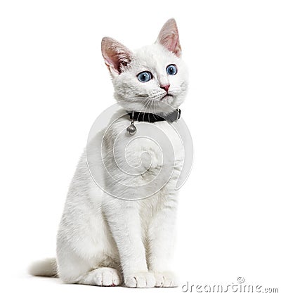 White kitten mixed-breed cat wearing a bell collar, isolated on Stock Photo