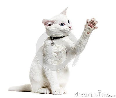 White kitten mixed-breed cat wearing a bell collar and playing, Stock Photo