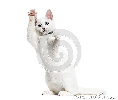 White kitten mixed-breed cat wearing a bell collar standing on h Stock Photo