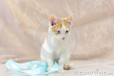 White kitten with red spots . An enlightened, disarming look. Pink nose. The moustache sticks out. copy space Stock Photo