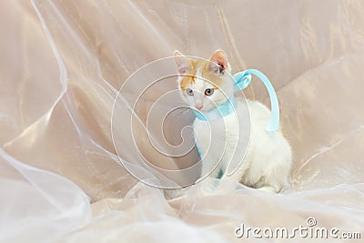 White kitten with red spots . An enlightened, disarming look. Pink nose. The moustache sticks out. copy space Stock Photo