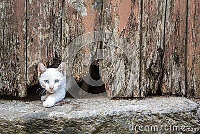 White kitten under old wooden door hole Stock Photo