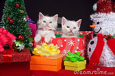 White kittens in christmas presents Stock Photo