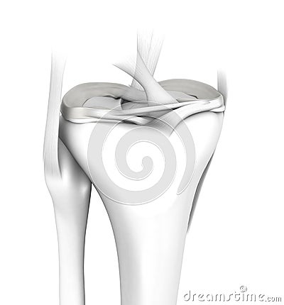 White knee joint, menisci and ligaments, medically 3D illustration Cartoon Illustration