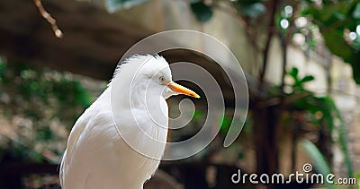 White Kookaburra bird in close-up emblem of exotic bird life stands out with its beautiful plumage Kookaburra Stock Photo