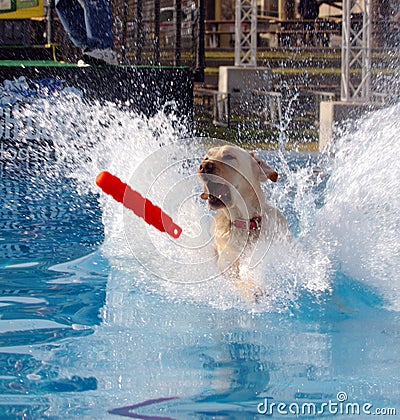 White lab retrieving Stock Photo