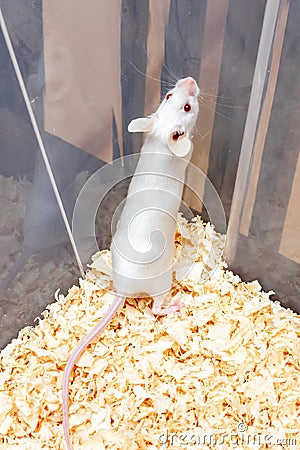 White laboratory albino mouse sitting in a plastic lab container Stock Photo