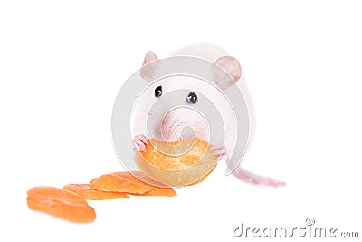 White laboratory rat eating carrot Stock Photo