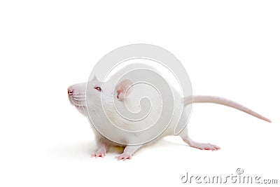 White laboratory rat on white Stock Photo