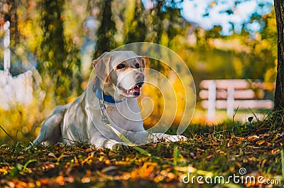 White labrador in beaufitul place of VeszprÃ©m Stock Photo