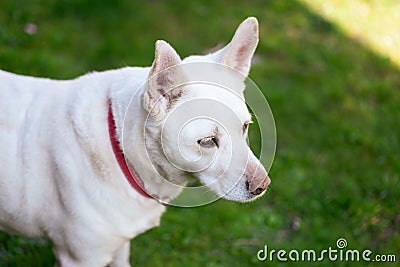 White labrador dog on a walk Stock Photo